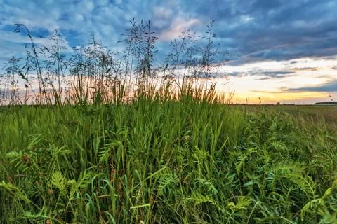 Sunset in summer field Stock Photos