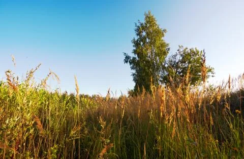 Sunset in summer field Stock Photos