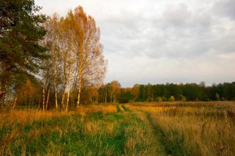 Sunset in summer field Stock Photos