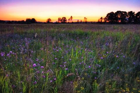 Sunset in summer field Stock Photos