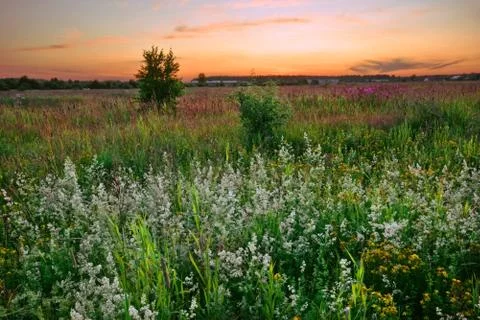 Sunset in summer field Stock Photos