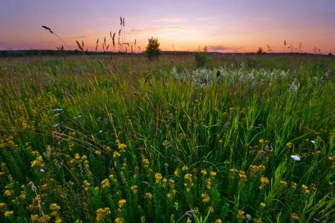 Sunset in summer field Stock Photos