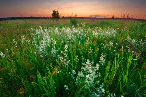 Sunset in summer field Stock Photos