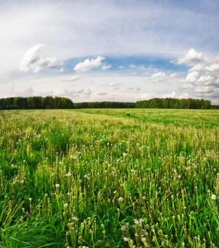 Sunset in summer field Stock Photos