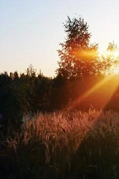 Sunset in summer field Stock Photos