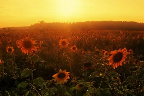 Sunset in summer field Stock Photos