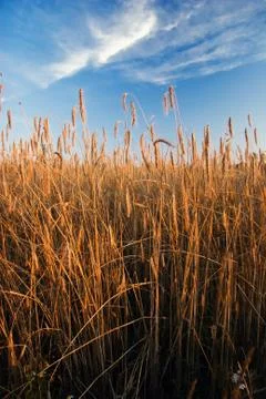 Sunset in summer field Stock Photos