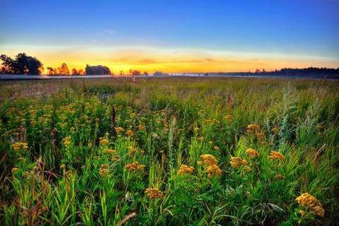 Sunset in summer field Stock Photos