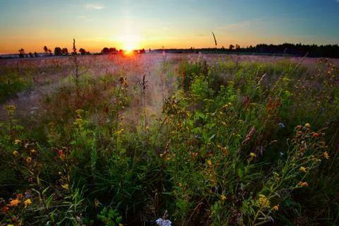 Sunset in summer field Stock Photos