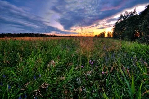 Sunset in summer field Stock Photos