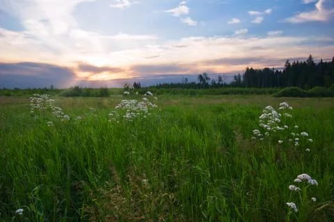 Sunset in summer field Stock Photos