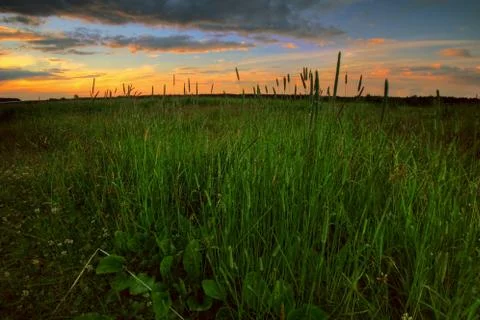 Sunset in summer field Stock Photos