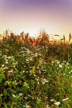 Sunset in summer field Stock Photos