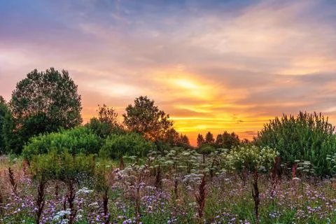Sunset in summer field Stock Photos