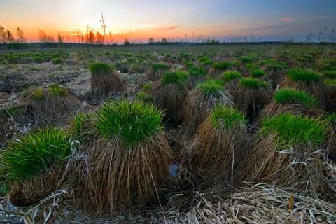 Sunset in summer field Stock Photos