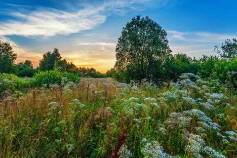 Sunset in summer field Stock Photos