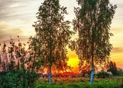 Sunset in summer field Stock Photos