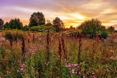 Sunset in summer field Stock Photos