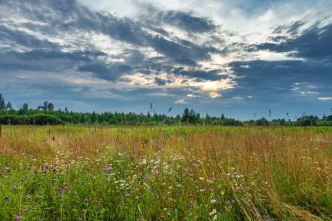 Sunset in summer field Stock Photos