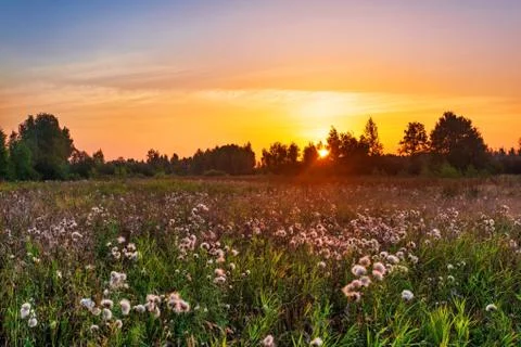 Sunset in summer field Stock Photos