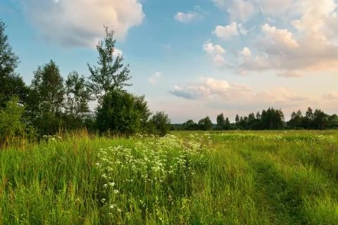Sunset in summer field Stock Photos