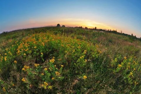 Sunset in summer field Stock Photos
