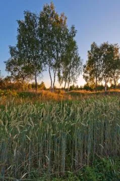 Sunset in summer field Stock Photos