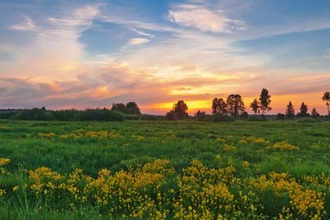 Sunset in summer field Stock Photos