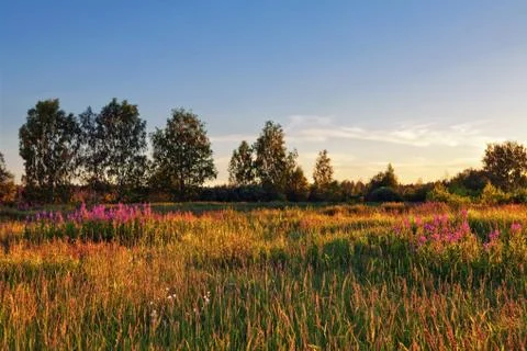 Sunset in summer field Stock Photos
