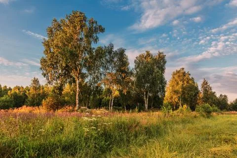 Sunset in summer field Stock Photos