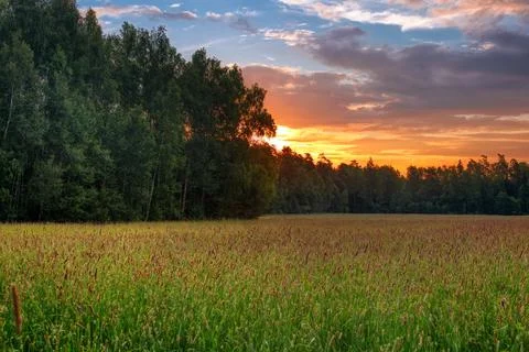 Sunset in summer field Stock Photos
