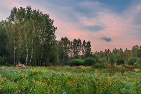 Sunset in summer field Stock Photos