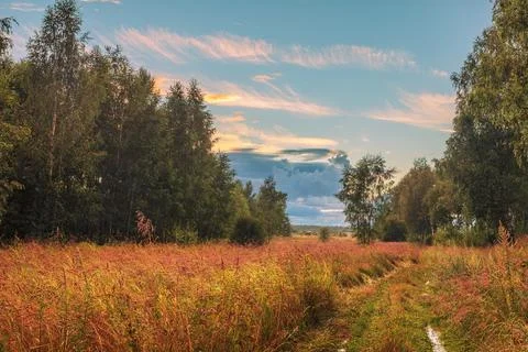 Sunset in summer field Stock Photos