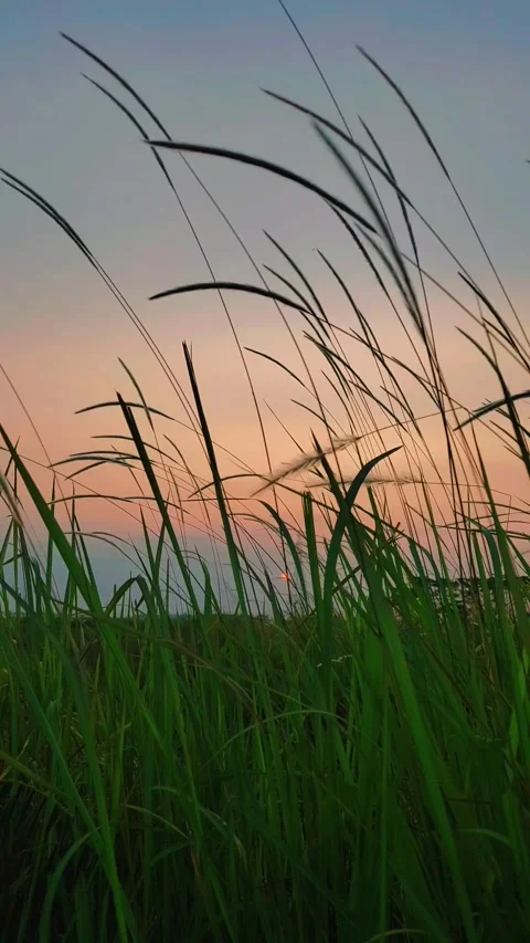 Sunset in the summer Stock Footage 247360244