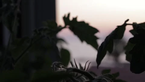 Sunset from Summer House, Transition from Tomato Plant to Sea (Slow Motion) Stock Footage 266906312