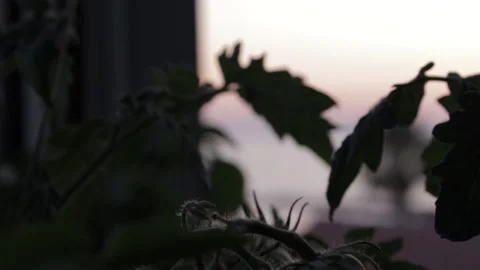 Sunset from Summer House Window. Transition from Tomato Plant to Sea Stock Footage 266906182
