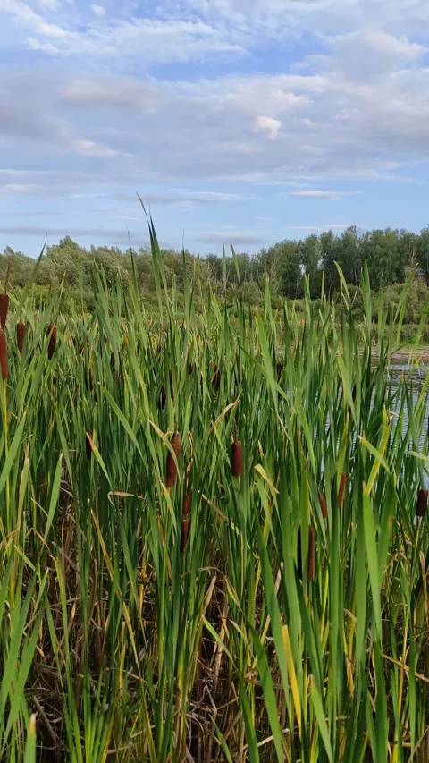 Sunset on the summer lake. Tall cattails, and a beautiful sky Stock Footage 341871997
