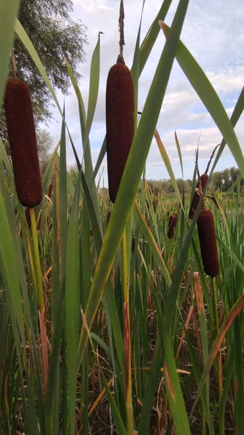 Sunset on the summer lake. Tall cattails, and a beautiful sky Stock Footage 341871998