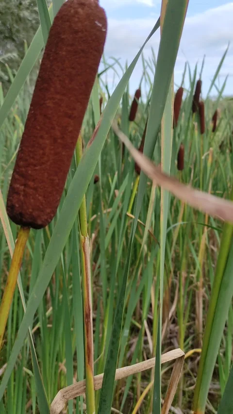 Sunset on the summer lake. Tall cattails, and a beautiful sky Stock Footage 341871999