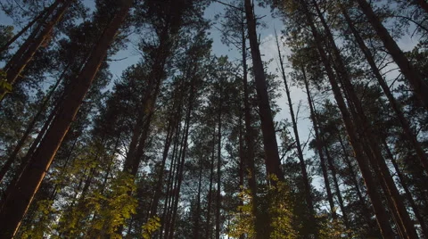 Sunset in summer pine forest Stock Footage 67478871