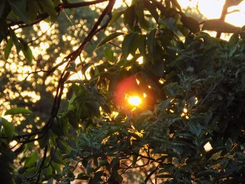 The sunset of the summer sun Stock Photos