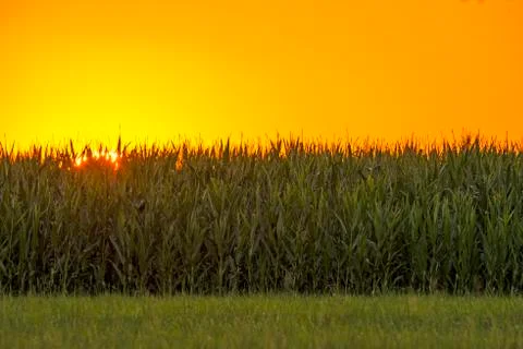 Sunset in summertime with field of corn Stock Photos