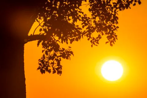 Sunset in summertime with tree Stock Photos