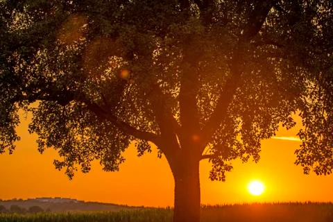 Sunset in summertime with tree Stock Photos