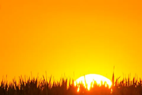 Sunset in summertime with tree Stock Photos