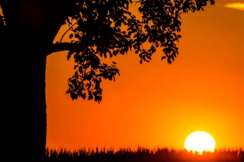 Sunset in summertime with tree Stock Photos