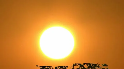 Sunset. The sun and the birch in contour. Stock Footage 10790028