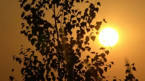 Sunset. The sun and the birch in contour. Stock Footage 10825466