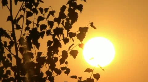 Sunset. The sun and the birch in contour. Stock Footage 10825469