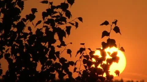 Sunset. The sun and the birch in contour.  Stock Footage 10825473